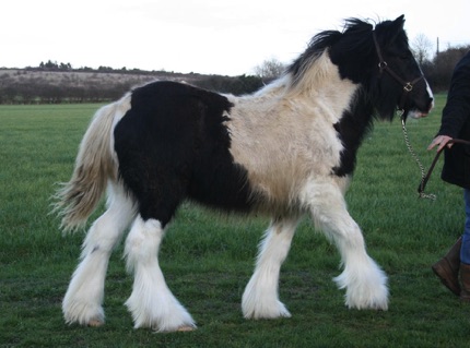 Promise 6 mos.
in England